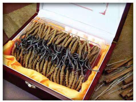 西藏冬虫夏草回收